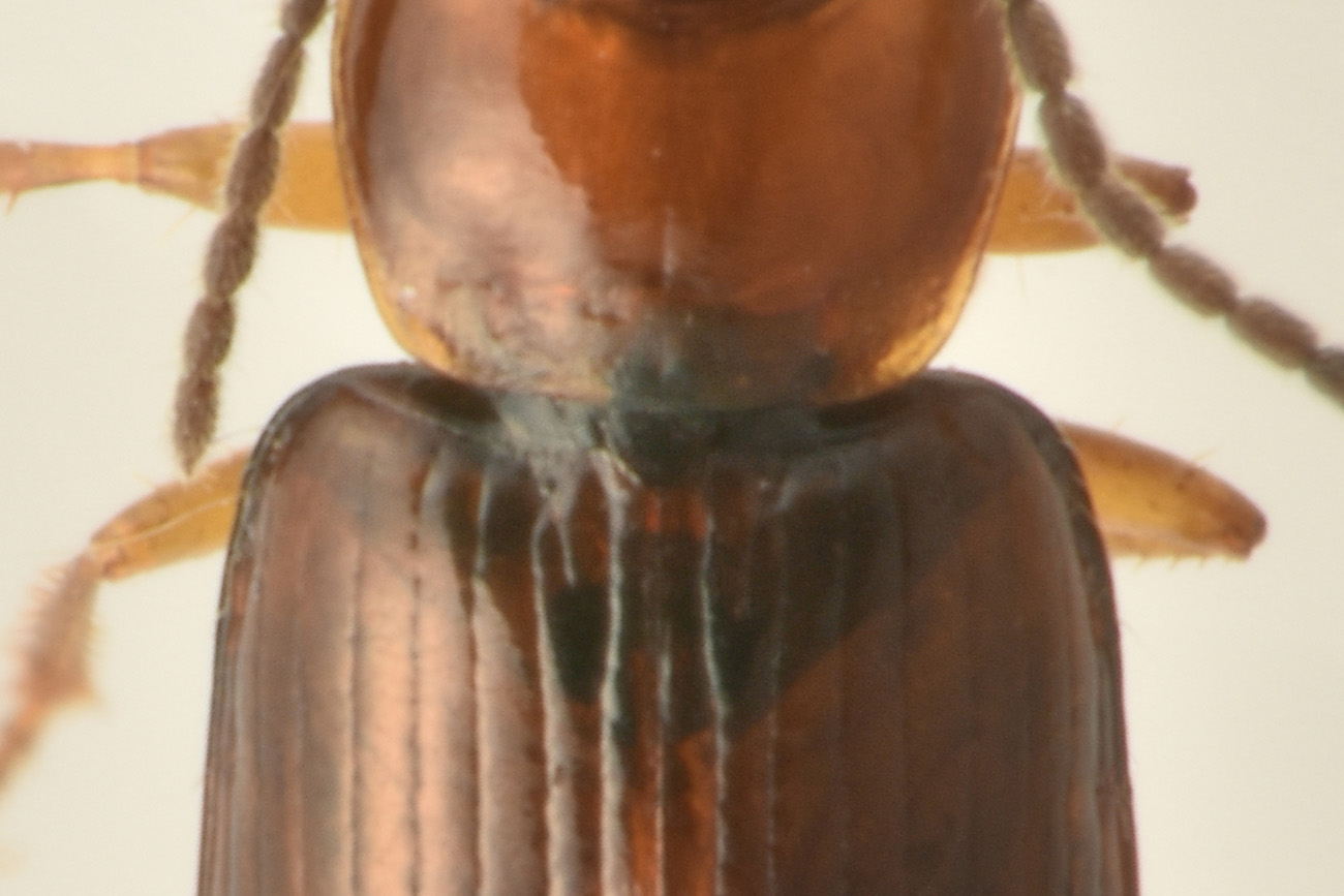 Carabidae: Acupalpus sp.?  S !  Acupalpus cfr. flavicollis